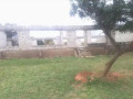 177x70m-land-for-sale-in-foxdale-with-two-properties-small-8