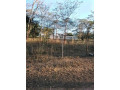 leopards-hill-land-and-portions-for-sale-small-3