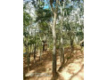 vast-commercial-land-in-mkushi-90-hectares-small-1