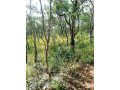vast-commercial-land-in-mkushi-90-hectares-small-2