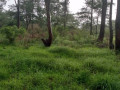 85-hectares-of-land-in-salama-park-small-1