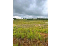 new-kasama-farm-land-for-sale-small-1