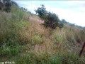 makeni-property-for-sale-small-6