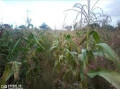 makeni-property-for-sale-small-4