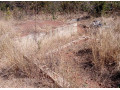 residential-plot-for-sale-in-libala-south-small-4