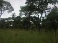 230-hectares-of-virgin-land-in-kapiri-mposhi-small-2