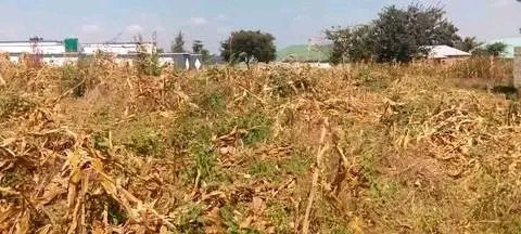 residential-plot-for-sale-in-libala-south-big-0