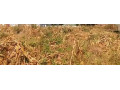quick-sale-ibex-plot-small-0