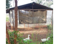 landplots-for-sale-in-kamaila-area-small-0