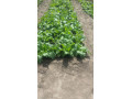 beautiful-prime-plot-for-sale-in-15-miles-area-lusaka-small-0