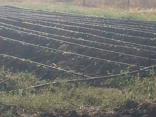 Ten Acre Farm in Mwembeshi with Borehole