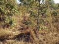 traditional-land-for-sale-small-1