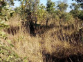 prime-land-for-sale-near-katende-turn-off-chongwe-small-1