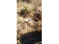 prime-land-for-sale-near-katende-turn-off-chongwe-small-0