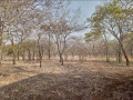 peaceful-estate-land-for-sale-near-lusaka-national-park-small-1