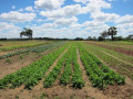 farm-for-sale-in-chongwe-lusaka-small-4