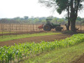 farm-for-sale-in-chongwe-lusaka-small-6