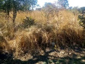 chisamba-land-urgent-sale-small-0