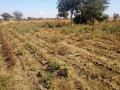 chisamba-land-urgent-sale-small-1