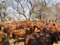 large-cattle-ranch-in-mazabuka-farming-area-small-8