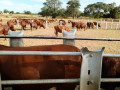 large-cattle-ranch-in-mazabuka-farming-area-small-9