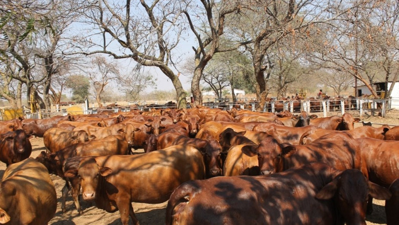 large-cattle-ranch-in-mazabuka-farming-area-big-8