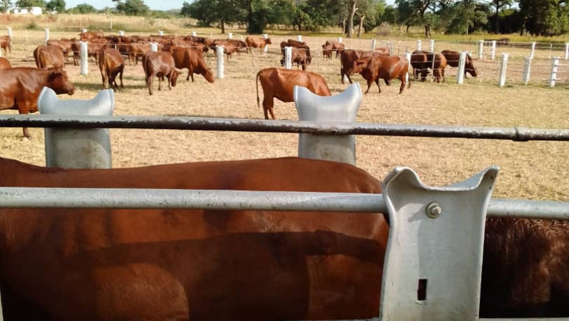 large-cattle-ranch-in-mazabuka-farming-area-big-9