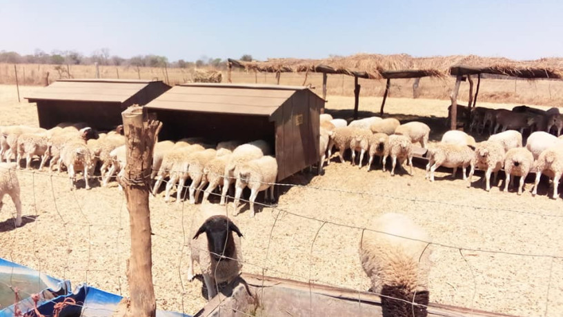 commercial-farm-for-sale-big-6