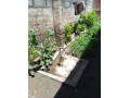 4-bedroom-house-for-sale-in-chawama-small-1