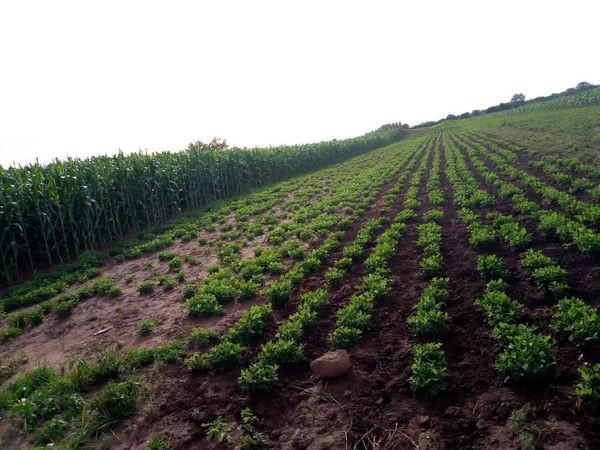 traditional-land-for-sale-big-0