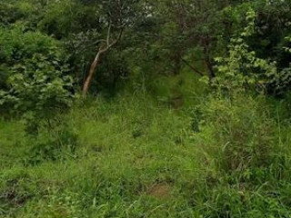 6 Acres Land for Sale in Shimabala