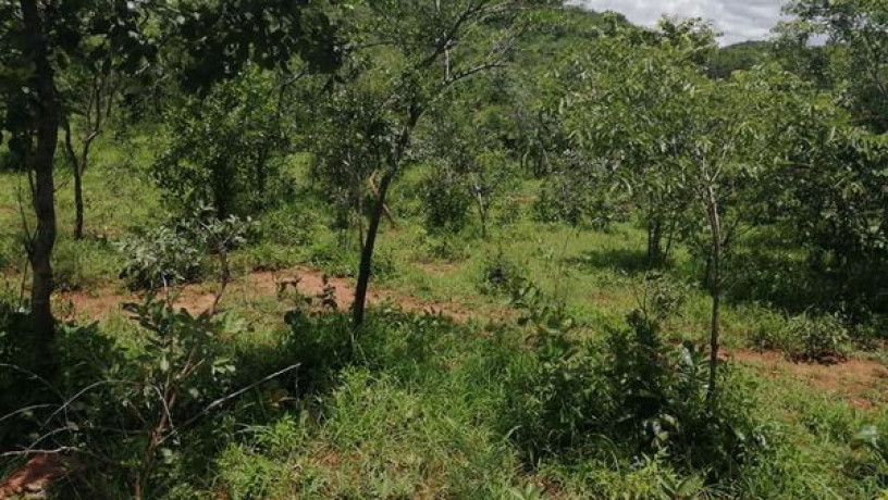 6-acres-land-for-sale-in-shimabala-big-3