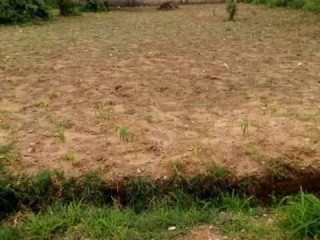 Plot for Sale in Zanimuone West