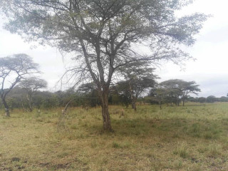 farm-for-sale-in-chisamba