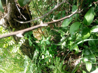 land-for-sale-in-chongwe-river