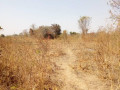 traditional-farm-land-for-sale-in-kasisi-chongwe-small-2