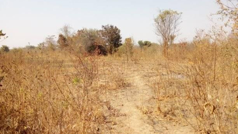 traditional-farm-land-for-sale-in-kasisi-chongwe-big-2