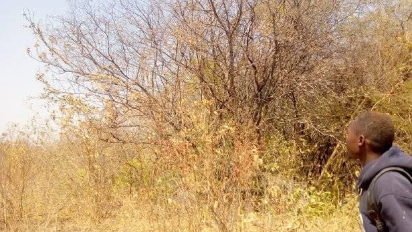 traditional-farm-land-for-sale-in-kasisi-chongwe-big-0