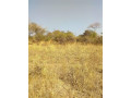 2-hectors-of-land-for-sale-small-0