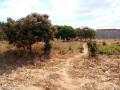 plain-land-for-sale-in-zanimuone-west-lusaka-small-2