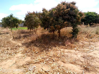 plain-land-for-sale-in-zanimuone-west-lusaka