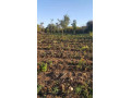 silverest-plot-with-great-east-road-access-small-0