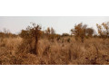 2-acres-of-land-for-sale-in-new-kasama-small-0
