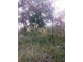 farm-for-sale-in-kapiri-small-8