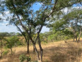 plot-for-sale-in-njolwe-small-2