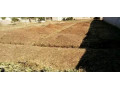 plot-for-sale-in-lilayi-small-0