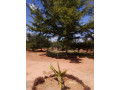 4-bedroom-standalone-house-for-sale-in-livingstone-small-1