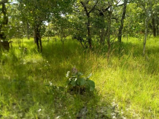 200 Hectares Farm Land For Sale in Ndola