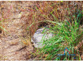 71-acre-plot-for-sale-in-bonanza-small-4