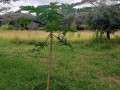 22-acres-for-sale-in-lusaka-west-small-1